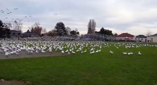 VIDEO: Un increíble tsunami de gansos