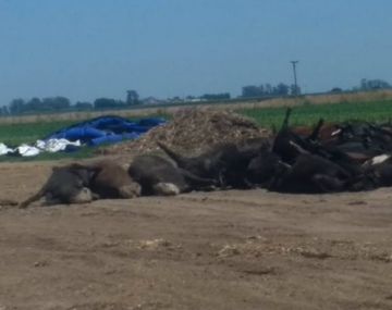 Unos mil novillos aparecieron muertos en Santa Fe