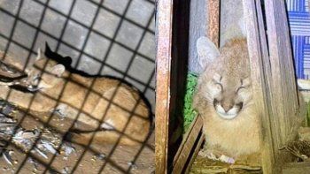 Rescataron a un cachorro de puma que estaba descansando en una casa de Santiago del Estero
