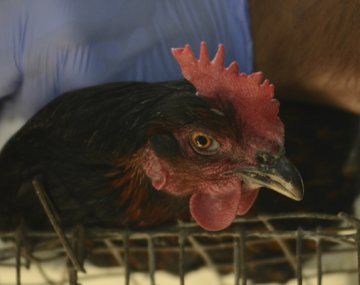 Avanza la gripe aviar en el país: cuántos casos se detectaron hasta ahora