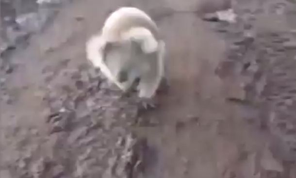 VIDEO: un koala la persiguió, se asustó y escapó en un cuatriciclo