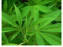 los uruguayos, en contra de legalizar la marihuana los uruguayos, en contra de legalizar la marihuana