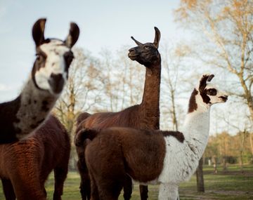 Las llamas podrían salvar al mundo del coronavirus