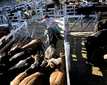 Es necesario que entren cabezas de ganado para bajar el precio de la carne