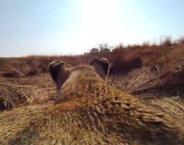 Mirá como caza un león