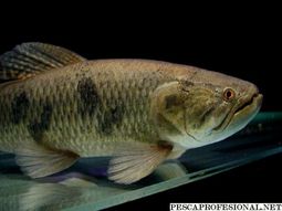 tras los ataques de palometas, tarariras mordieron a banistas tras los ataques de palometas, tarariras mordieron a banistas