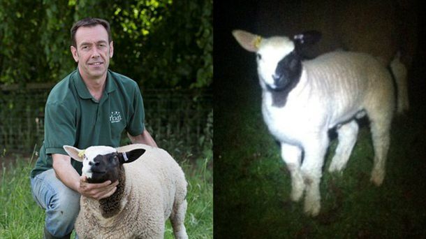 El curioso caso de la oveja blanca que nació con la cara de dos colores