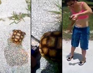 Investigan a dos jóvenes por torturar y matar a una tortuga y subir el video a Facebook