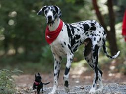Perro mas alto del mundo