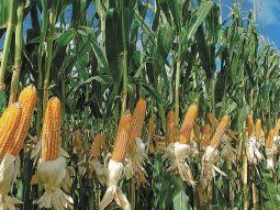 Multan a Bayer por su herbicida Roundup con glifosato