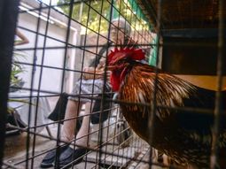 Coco, el gallo de la discordia Coco, el gallo de la discordia