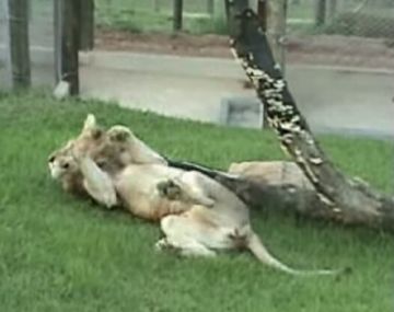 Así reaccionó un león tras 13 años de encierro