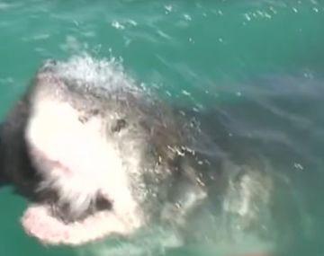 Un tiburón se comió una foca de un solo bocado