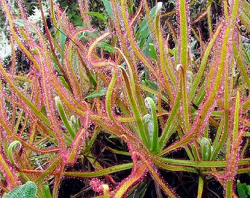 Nueva planta carnívora gracias a Facebook