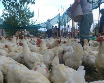 Superbacteria en aves de corral