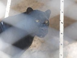 murio la pantera negra del zoologico de mendoza y analizan el cierre del predio murio la pantera negra del zoologico de mendoza y analizan el cierre del predio