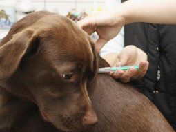 La Plata: vacunan gratis a perros y gatos en la ciudad