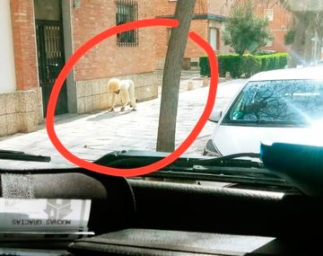 Viol&oacute; la cuarentena por coronavirus en Espa&ntilde;a disfrazado de perro
