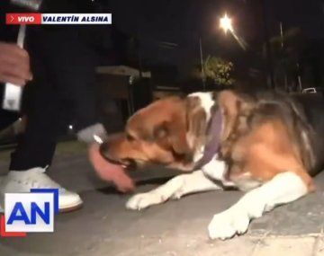 Insólito: un cronista quiso defender a un perro callejero y el animal lo mordió