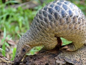 Pandemia de coronavirus: se&ntilde;alan que una mutaci&oacute;n permiti&oacute; el salto del&nbsp;del Covid-19 del pangol&iacute;n al ser humano