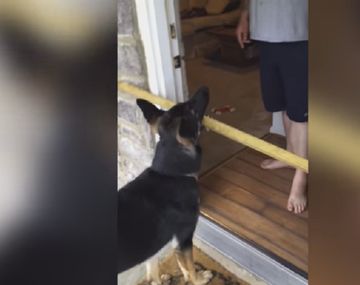 Mirá lo que hizo este perro cuando quiso entrar a su casa con un palo en su hocico
