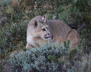 Un puma mató a más de 30 corderos en un corral: creen que le está enseñando a sus crías a cazar