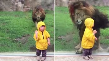 terror en el zoo: asi ataco un leon a un nino en japon terror en el zoo: asi ataco un leon a un nino en japon