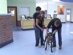 Recuperaron a su perro tras nueve años