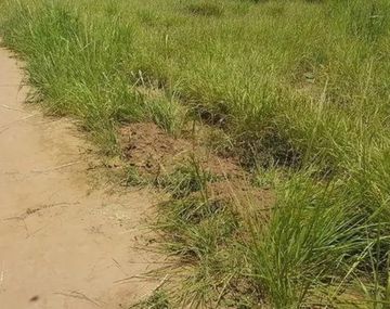 El lugar donde fue atacada la adolescente de 14 años. (Foto gentileza: El Tribuno de Salta)