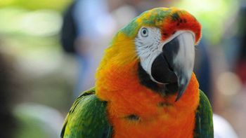 Un loro le contó a su dueña que su esposo le era infiel en Kuwait. Un loro le contó a su dueña que su esposo le era infiel en Kuwait.