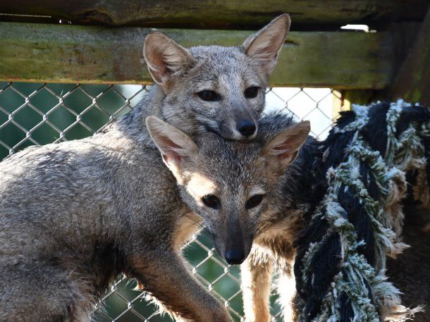 Dos zorros grises volvieron a su hábitat tras ser rescatados