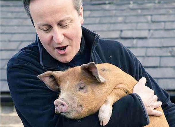Según un libro, David Cameron participó de ceremonias sexuales con cerdos