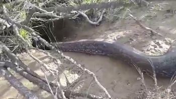 video: encontraron una super serpiente en san luis video: encontraron una super serpiente en san luis