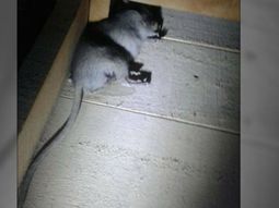 El roedor estaba muerto en el techo de su casa