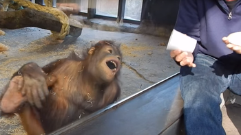 video: orangutan amante de la magia no para de reir con un truco video: orangutan amante de la magia no para de reir con un truco