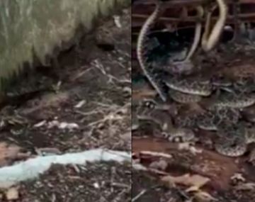 Escalofriante momento: vio una serpiente en su jardín