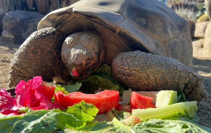 Murió Gramma, la tortuga de Galápagos que vivió 141 años