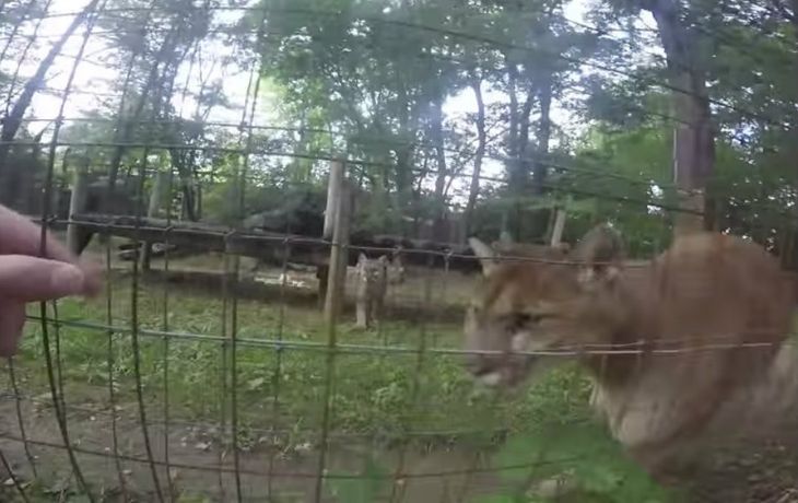 Se acercó a pumas y los acarició