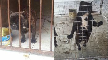 rescatan 14 pitbull de un criadero ilegal que funcionaba en villa devoto rescatan 14 pitbull de un criadero ilegal que funcionaba en villa devoto