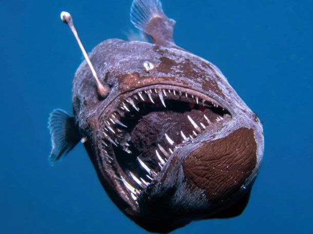 España: avistan un pez diablo negro por primera vez en la historia