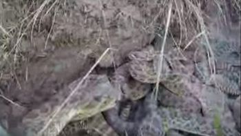 video: perdio su camara gopro en nido de serpientes y esto se vio video: perdio su camara gopro en nido de serpientes y esto se vio