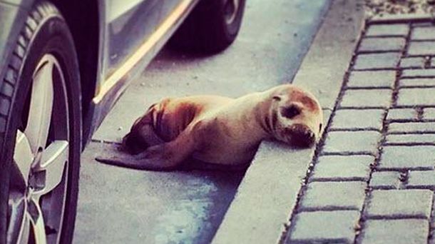Rescatan a un cachorro de león marino perdido en las calles de San Francisco