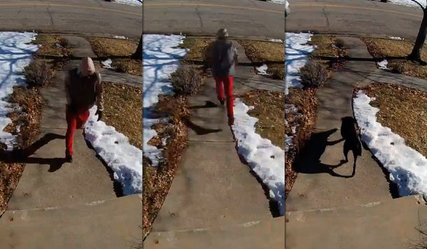 VIDEO: Así evita un perro labrador el robo a una casa