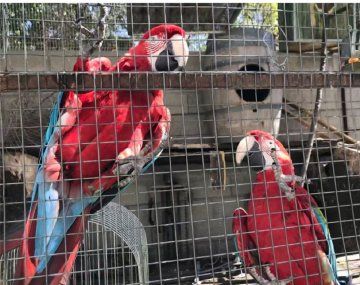 Allanamiento en Morón: rescataron aves en peligro de extinción