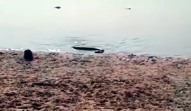 Temor y estupor en Paraná por la aparición de una anaconda amarilla en la playa