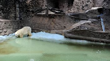 preocupacion por el delicado estado de salud de arturo, el unico oso polar del pais preocupacion por el delicado estado de salud de arturo, el unico oso polar del pais