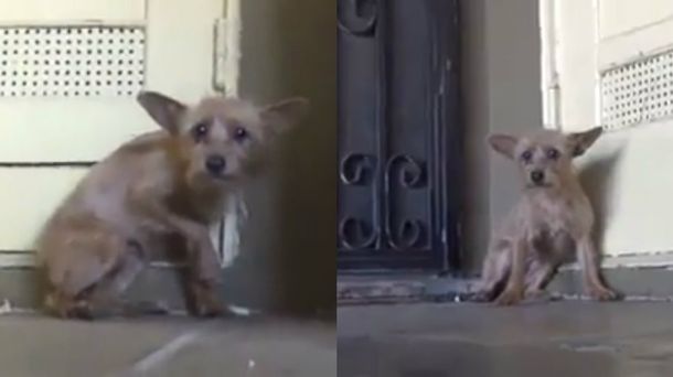 Rescataron a un diminuto perro de la calle y su transformación fue emocionante