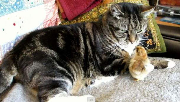 Gato y pollito