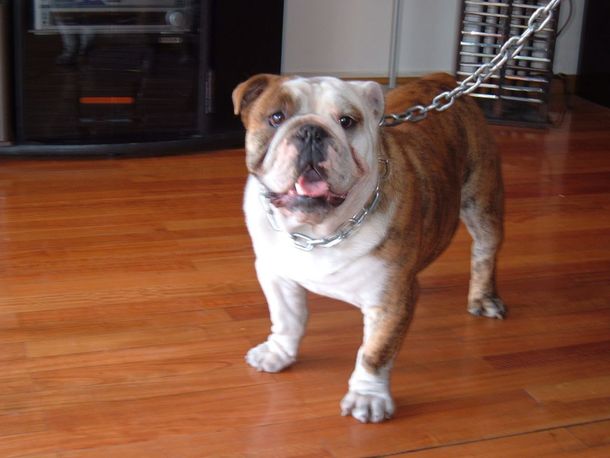 Convocatoria (amir y mascotas 010.JPG)