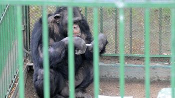 Gentileza La Voz del Interior. Gentileza La Voz del Interior.